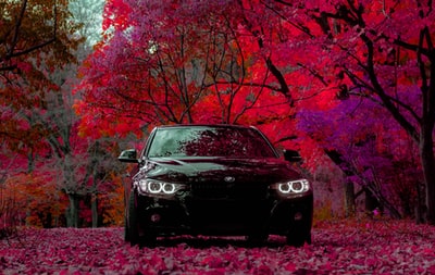 一辆被栗色树叶树包围的黑色汽车